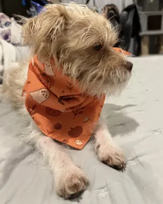 Teddy
