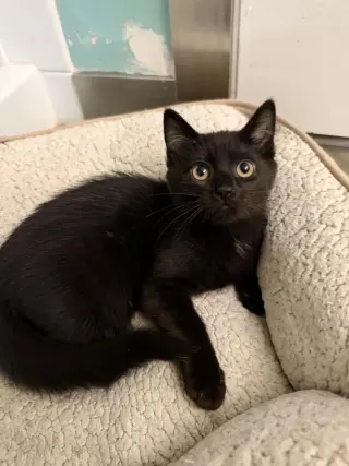 Rico