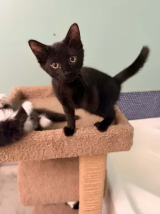 Remi