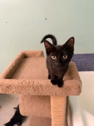 Remi