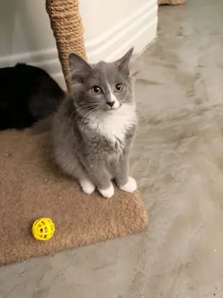 Ramona