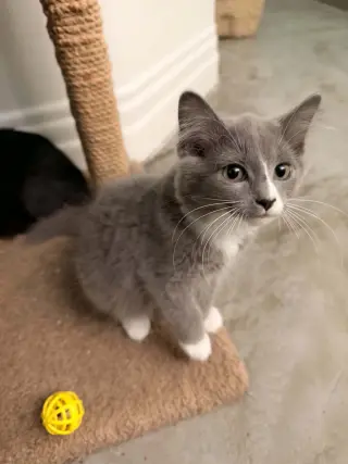 Ramona