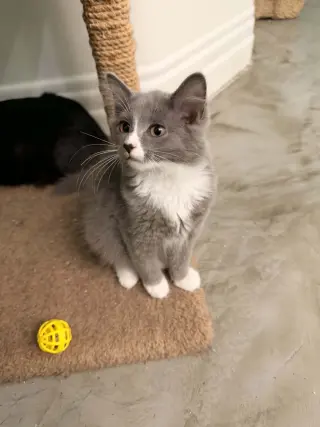 Ramona