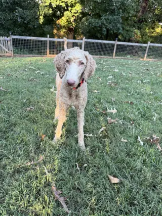 Dolly Sep 26