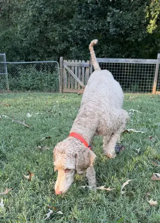 Dolly Sep 26
