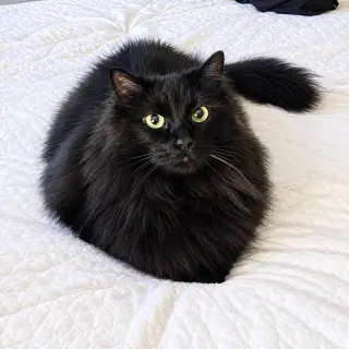 Jon Snow & Pepper #2028 -Offered by Owner - Bonded