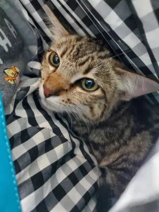 Amelia