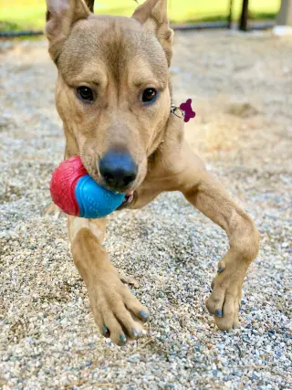 Roo