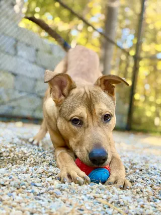 Roo