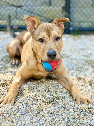 Roo