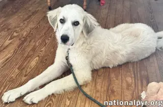 Hayden in GA - Affectionate & Eager To Learn!