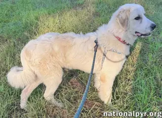 Hayden in GA - Affectionate & Eager To Learn!