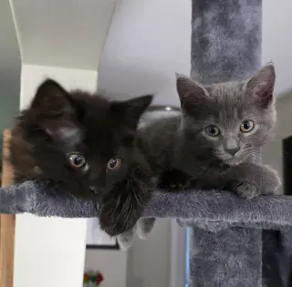 Smokey & Spooky (*bonded pair)