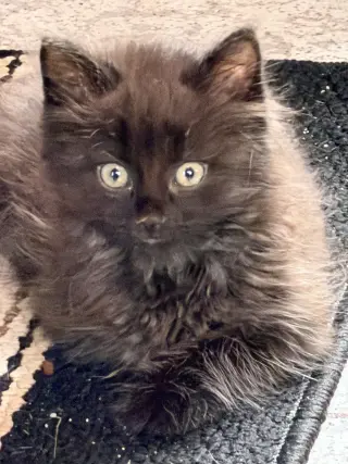 Smokey & Spooky (*bonded pair)