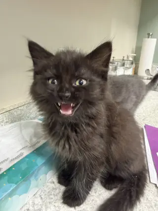 Smokey & Spooky (*bonded pair)