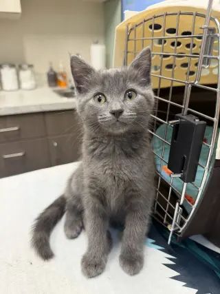 Smokey & Spooky (*bonded pair)