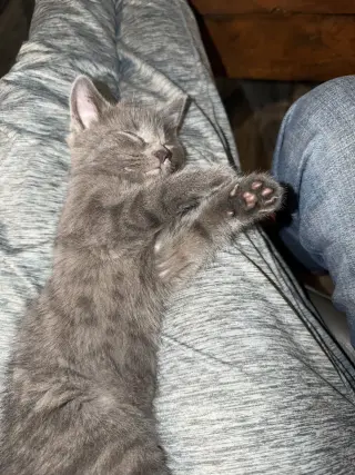 Smokey & Spooky (*bonded pair)