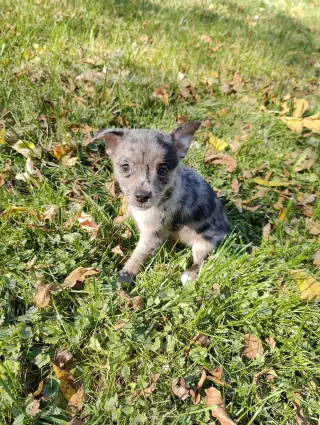 Toto