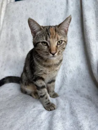 Eralia