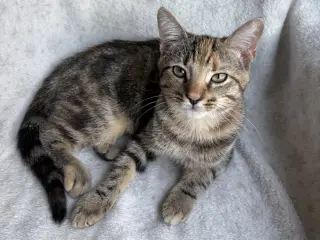 Eralia
