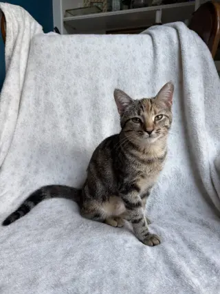 Eralia
