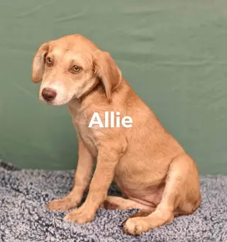 Allie*