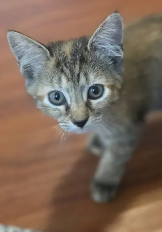 Baylor