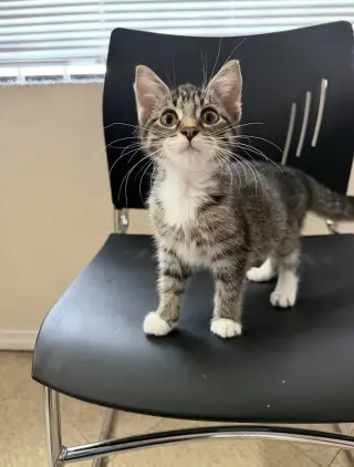 Rita (must be adopted with Jennifer)