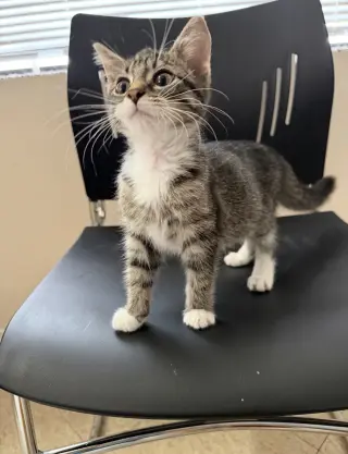 Rita (must be adopted with Jennifer)