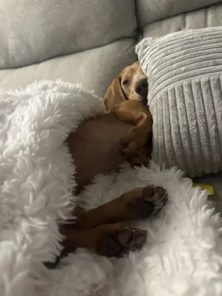 Dewey (in Miami, FL)