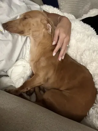 Dewey (in Miami, FL)