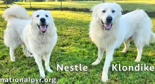 Nestle & Klondike in KY - Playful & Friendly Pair!