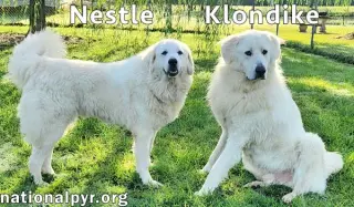 Nestle & Klondike in KY - Playful & Friendly Pair!