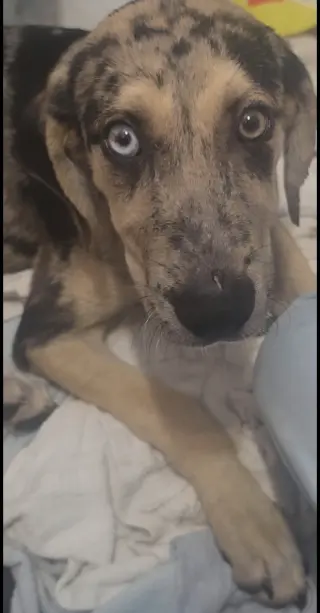 Prince