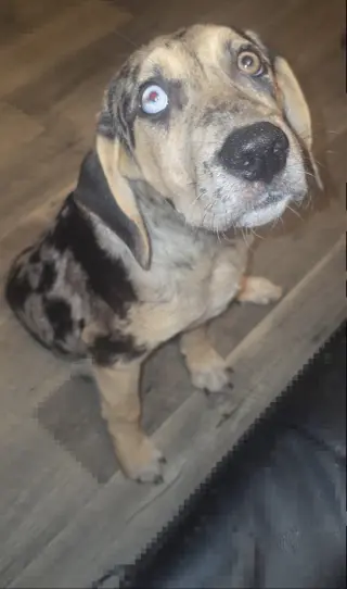 Prince
