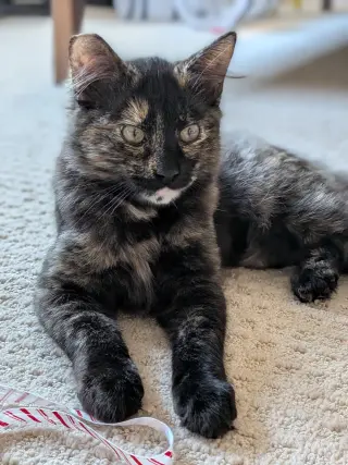Smokey Pants
