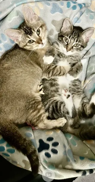 Jennifer (must be adopted with Rita)