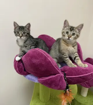 Jennifer (must be adopted with Rita)