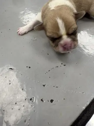 Chia