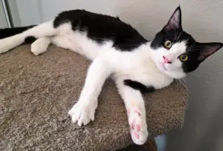 Figaro
