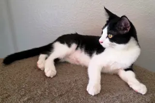 Figaro