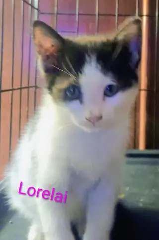 Lorelai