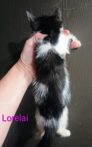 Lorelai