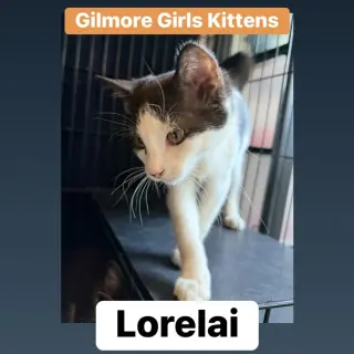 Lorelai