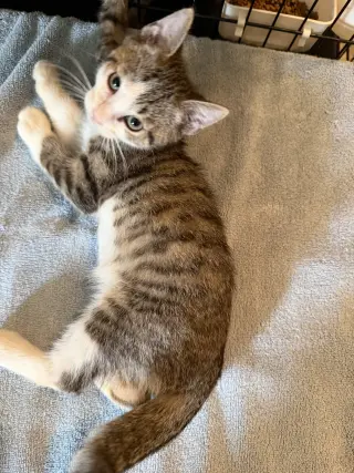 Logan
