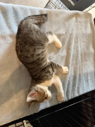 Logan