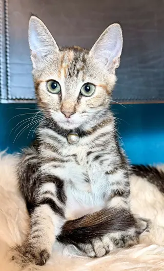 Little Ann