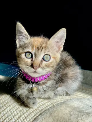 Little Ann