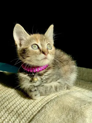 Little Ann