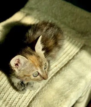 Little Ann